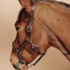 Horse Riding Leather Halter For Horse & Pony 900 -Horse Riding Equipment Store k33748ab97915a8b72240bd6a614f1afc