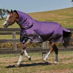 Weatherbeeta Comfitec Lite Plus Dynamic DetachANeck Turnout Rug (Purple/Black) -Horse Riding Equipment Store k387ff23e461fda1975adf26c9e77f455