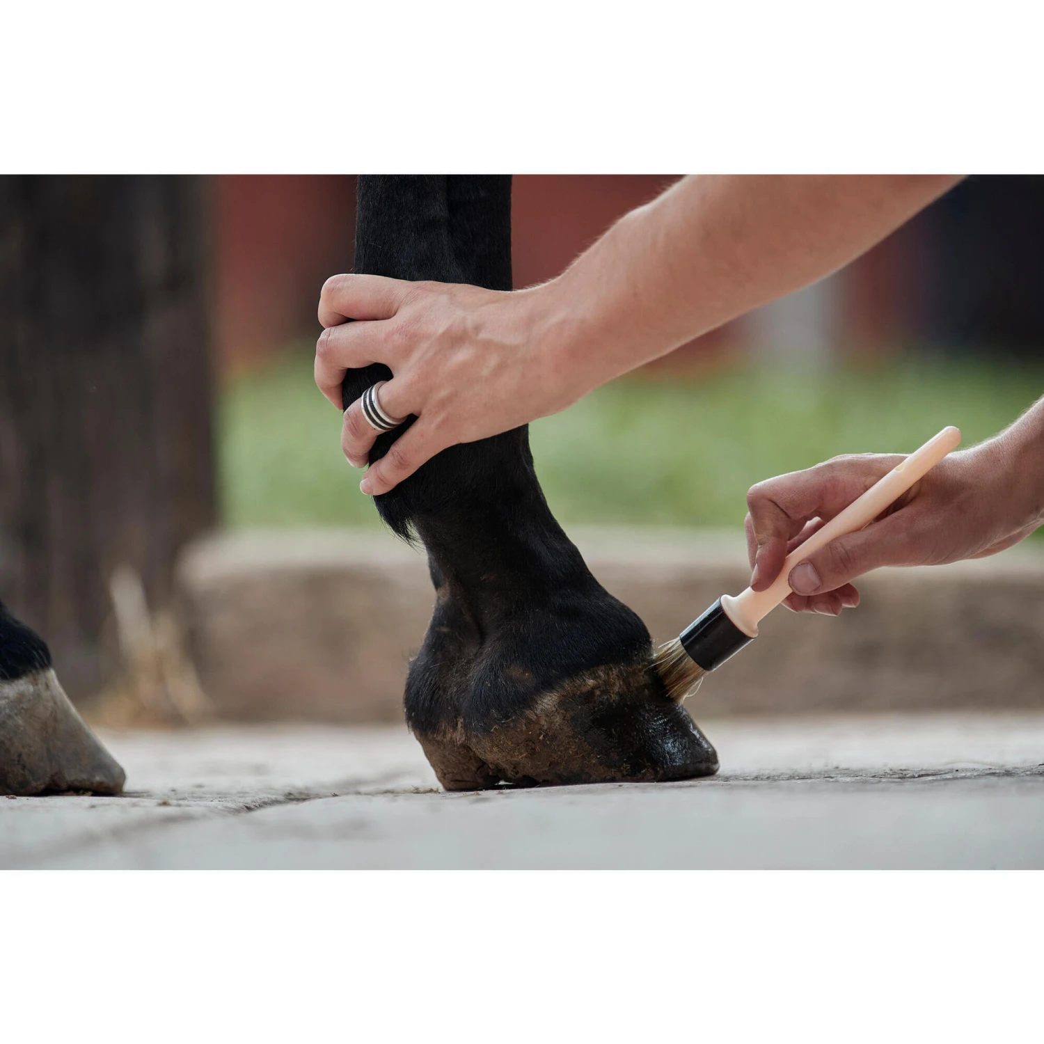 Natural Hoof Grease For Horse And Pony Top Ointment 750 Ml - Blond 4 Natural Hoof Grease For Horse And Pony Top Ointment 750 Ml - Blond - Image 4