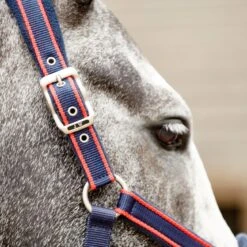 AIRFLOW HEAD COLLAR WITH LEADROPE SET 8 AIRFLOW HEAD COLLAR WITH LEADROPE SET -Horse Riding Equipment Store k578de15be2b3d7dd585af1a4329902fb