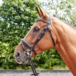 Lynton Flash Bridle With X2 Browbands -Horse Riding Equipment Store k8227983af896ad9cd893a97b7e742df9