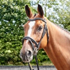 Lynton Flash Bridle With X2 Browbands -Horse Riding Equipment Store k84f9370edc0942fbb43e11e1fdf50aa4
