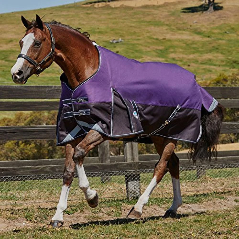 Weatherbeeta Comfitec Plus Lite Dynamic Standard Neck Turnout Rug (Purple/Black) 2 Weatherbeeta Comfitec Plus Lite Dynamic Standard Neck Turnout Rug (Purple/Black) - Image 2