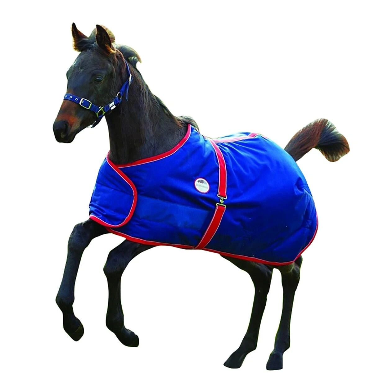 Weatherbeeta 1200d Foal Standard Neck Rug (Navy/Red/White) 1 Weatherbeeta 1200d Foal Standard Neck Rug (Navy/Red/White)